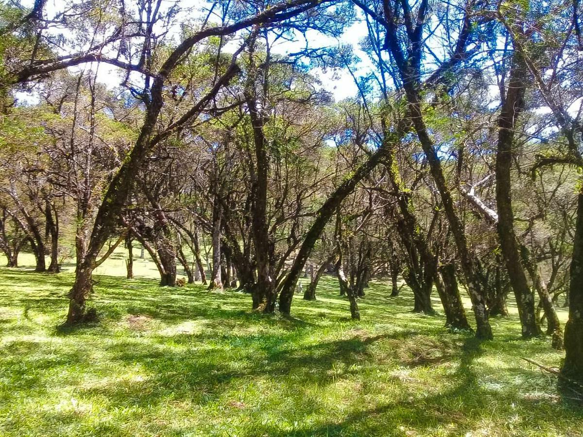 Sitio Refugio Das Araucarias Goncalves Exterior photo